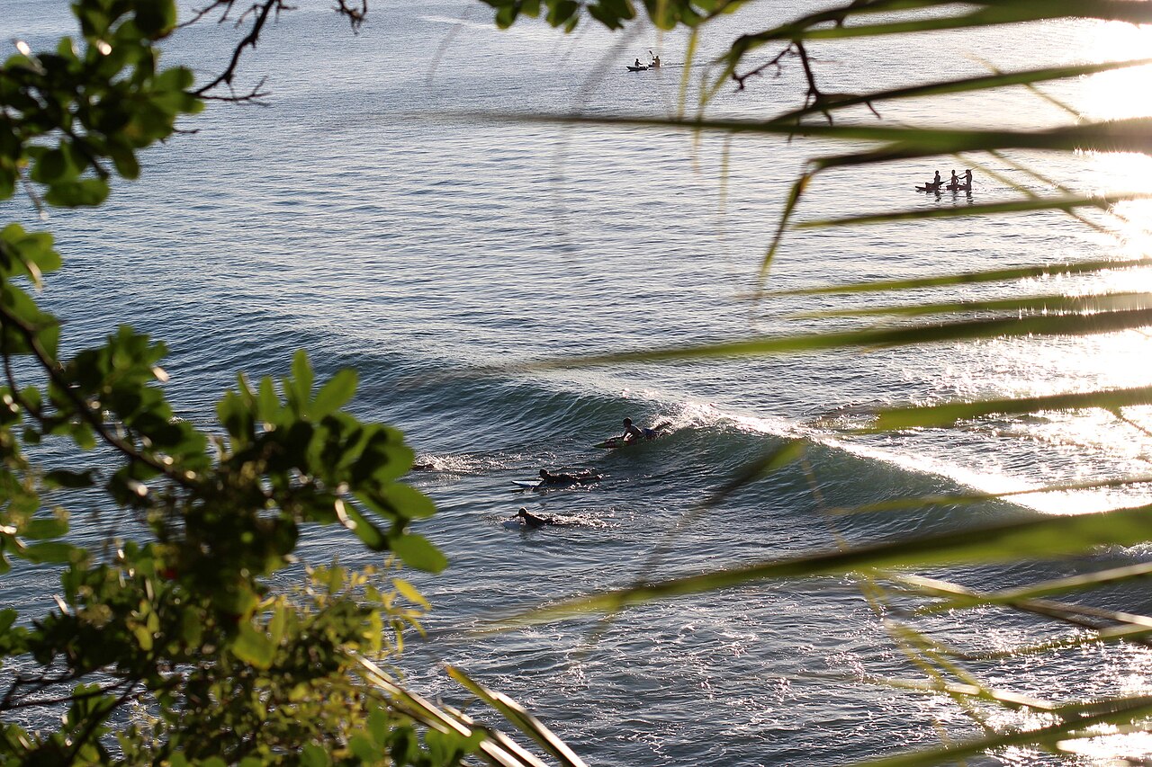 Surfers at Noosa Heads seen through branches and coastal foliage.